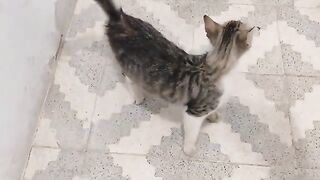 A hungry street cat | have compassion for animals living on the streets.