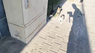 You can support stray cats by subscribing to my YouTube channel.