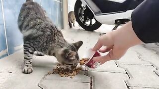 Supporting my YouTube channel and subscribing means providing food for stray cats.
