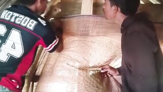 perkara palu🤣