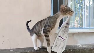 Enjoy your meal, my street cats