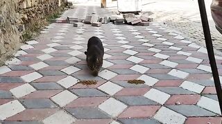A cat eating alone, and then a second cat arriving later – bon appetite.