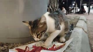 A cat quietly approached and ate the food I had left on a napkin in the park.