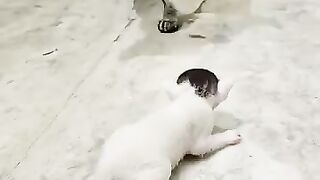 The mother cat's eyes are on the kitten she left behind.