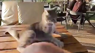Angry cat.