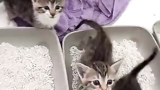 Cute kittens 14