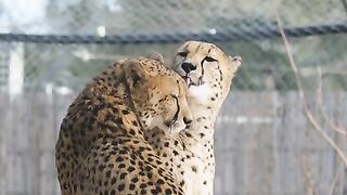 Entartainment Maked Lover Tiger