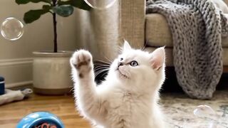 funny cat baby