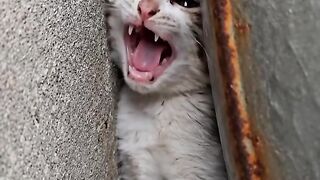 The little cat is in danger