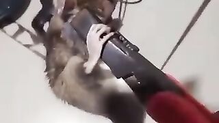 Rato mau