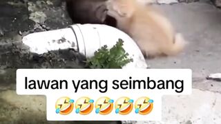 kuceng 3
