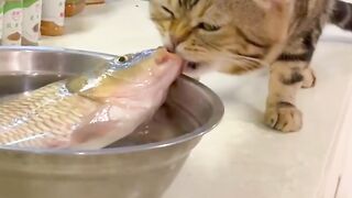 Cat vs Fish: A Drama in 3 Seconds