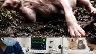 From Pain to Hope: A Tiny Puppy’s Rescue Journey ❤️🐶