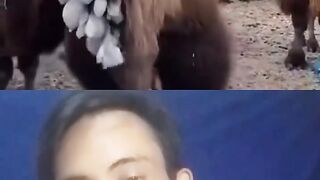 unique facts behind camels