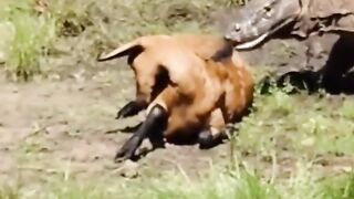 wild animal life