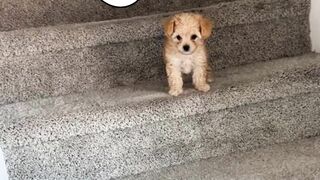Puppy with high ego🤣