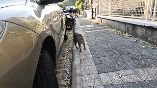 Friendly stray cat that bumped her head against the car