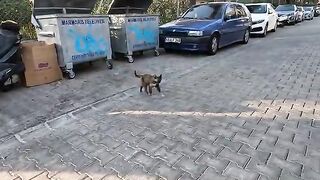 Stray cat by the garbage can and her cute friend are very friendly