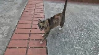 Stray cat's joyful reaction after not seeing me for a long time