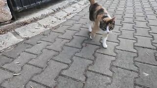 I've never met a stray cat that talked to me by purring before