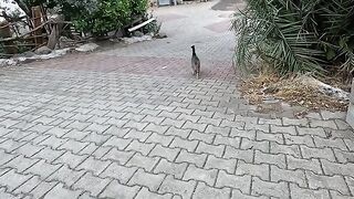 Very hungry stray cat is asking us for food with her high pitched meows