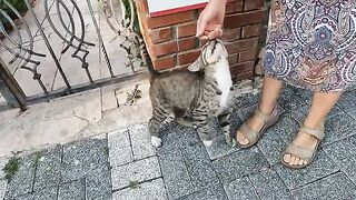 The big eared male cat wouldn't let the other cat get close to us