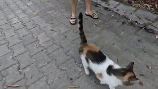 Three stray cats living in the same area love each other very much
