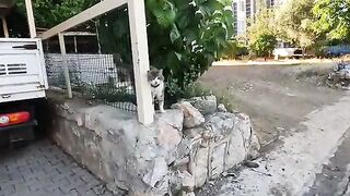 Beautiful, fluffy cat greeted us with a raspy meow