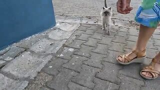 Beautiful Persian cat is asking us for food with her sweetest meows
