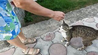 Two stray cats are always fighting even though they live in the same area