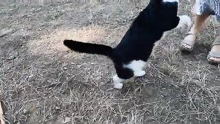 What could be better than starting the day with a stray cat's warm welcome