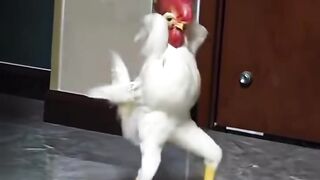 Chicken dance 4