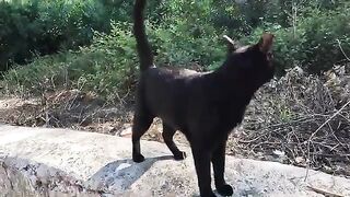 Inkie the stray cat greeted us with her heartfelt meows