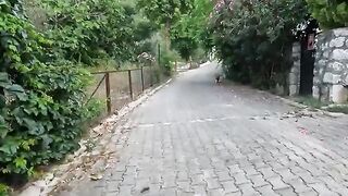 This stray cat greets me every time with lots of meows and pure happiness