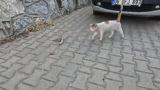 A very hungry stray cat is asking us for food with its soft meows