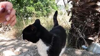 Stray Cat I've Known for 5 Years always greets me with the most heartfelt feelings
