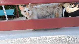 Cat with long whiskers in front of the hotel started meowing when he saw the food