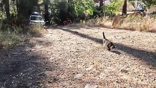 Most cute and Laziest Cat Greeting Ever!
