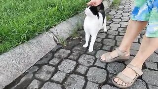 Cute stray cat that rubbed against my legs in the park was very friendly