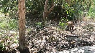 This Adorable Stray Cat Has the Girliest Meow Ever!