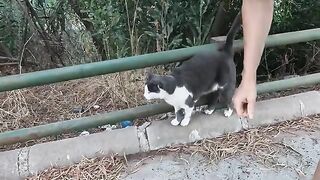 Stray cat meowing like it's crying, and its friend, are asking for food
