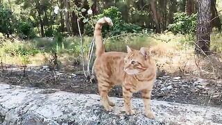 Orange cat, who was waiting for us, greeted us with a sweet meow