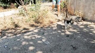 Stray cat, meowing very loudly like it was crying, was starving