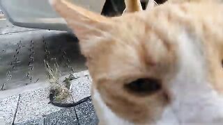 I Met the Most Dramatic, Cutest Stray Cat Ever!