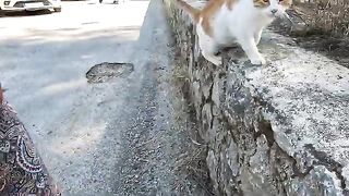 This cute stray cat starts purring loudly as soon as I touch him