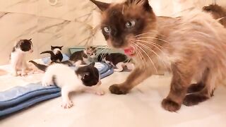 The Big Surprise on Day 8: Saving a Homeless Mama Cat and Her Kittens