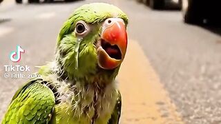 Monkey and Parrot Stroy