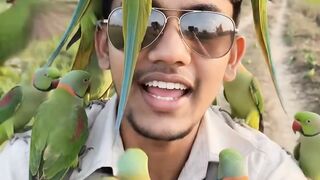 When a Whole Flock of Parrots Chose Me!