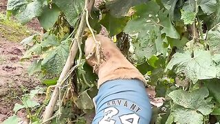 Dog eat vegitable !