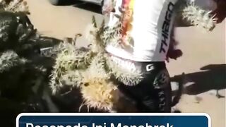 Apes Maksimal! Pesepeda Ini Cosplay Jadi Landak Dadakan Usai Nyungsep ke Semak Kaktus